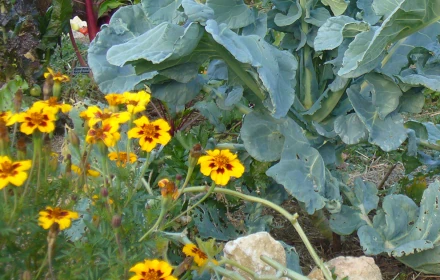 fleurs compagnes