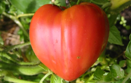 tomate