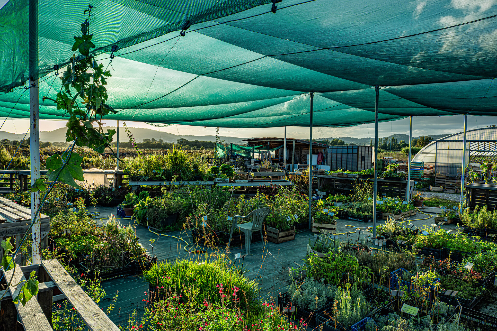 banaberajocelyn la pépinière.(1)