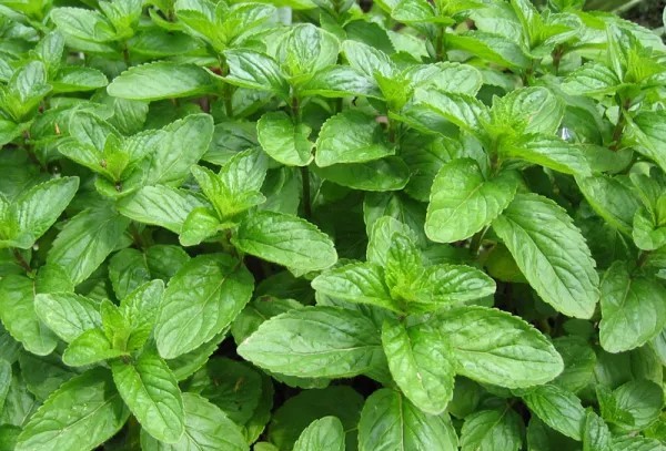 mentha 600x450